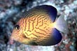 Chevron Tang